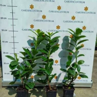 Prunus laurocerasus Novita P9 - Babérmeggy kis méretű 6