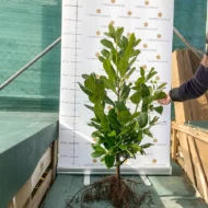 Prunus laurocerasus Novita - Szabadgyökerű babérmeggy 11