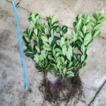 Prunus laurocerasus Novita - Szabadgyökerű babérmeggy