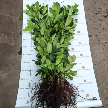 Prunus laurocerasus Novita - Szabadgyökerű babérmeggy 2