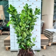 Prunus laurocerasus Novita - Szabadgyökerű babérmeggy 4