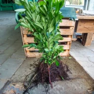 Prunus laurocerasus Novita - Szabadgyökerű babérmeggy 5