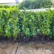 Prunus laurocerasus Novita - Szabadgyökerű babérmeggy 6
