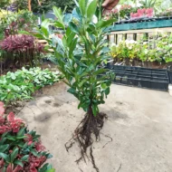 Prunus laurocerasus Novita - Szabadgyökerű babérmeggy 7