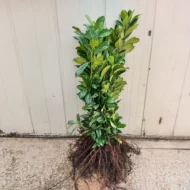 Prunus laurocerasus Novita - Szabadgyökerű babérmeggy 8