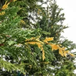 cupressocyparis_leylandii_variegata