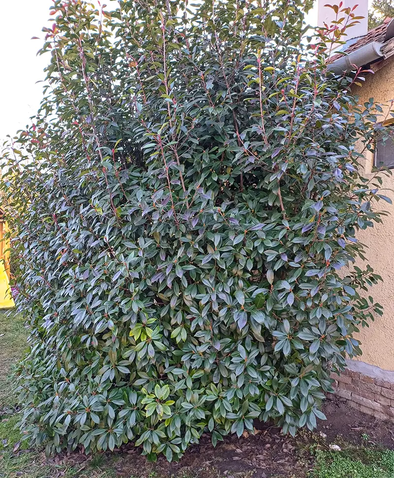 Hogyan ültesd a korallberkenyét - Photinia x fraserii díszcserjét