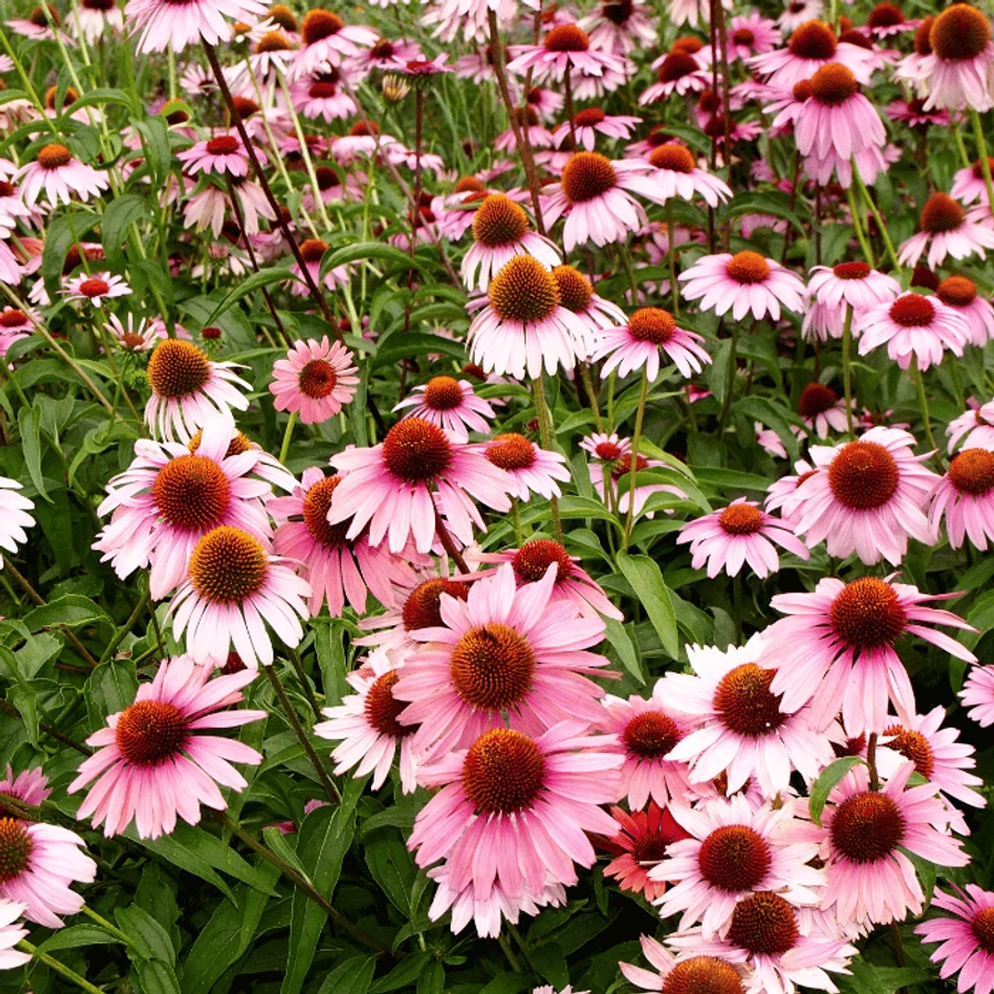 Kasvirág - Echinacea purpurea