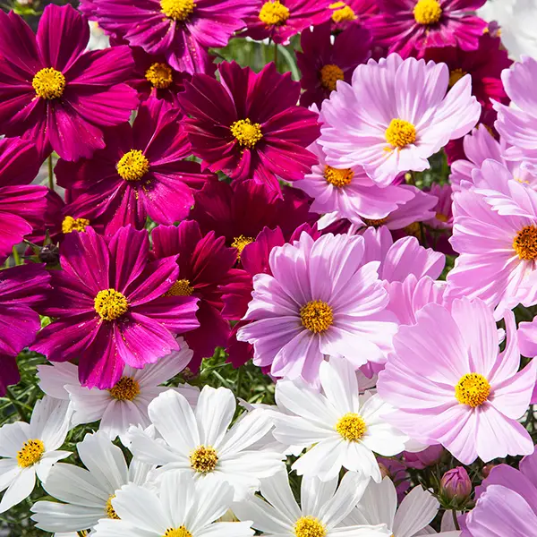 Pillangóvirág - Cosmos bipinnatus