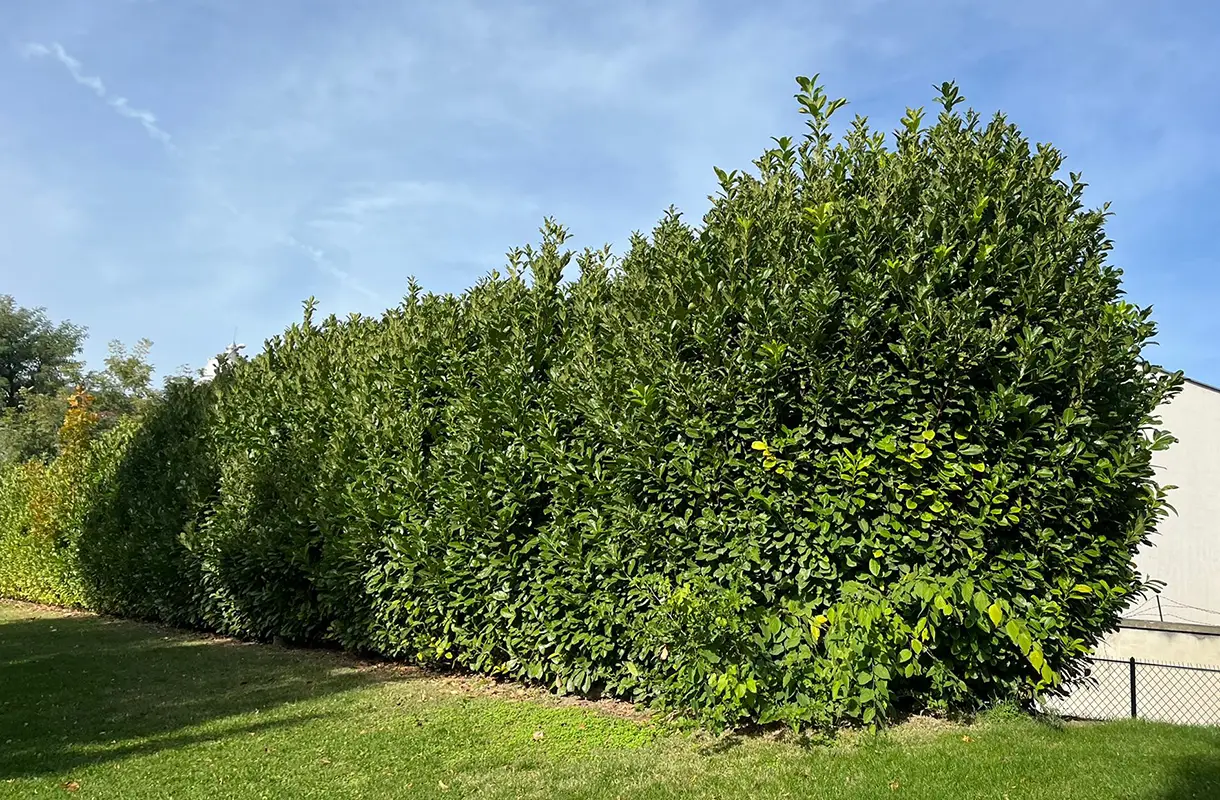 Prunus laurocerasus ’Novita' – A kert titkos fegyvere