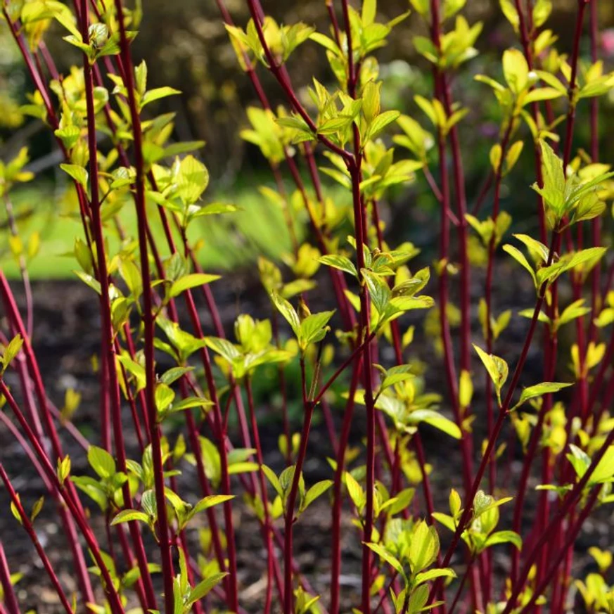 Som - Cornus alba