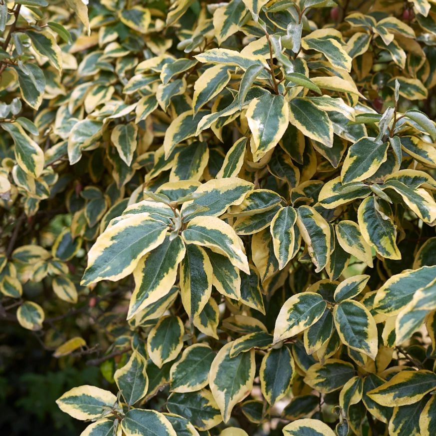Tarka ezüstfa - Elaeagnus ebbingei