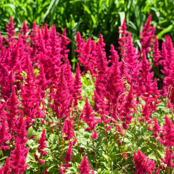 Astilbe x arendsii Paul Gaarder - Tollbuga