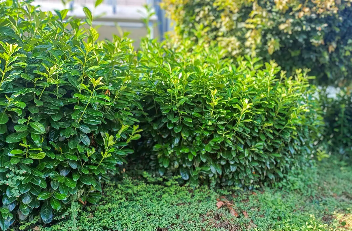 Ismerd meg a Prunus laurocerasus 'Genolia'-t – a karcsú sövénycsoda