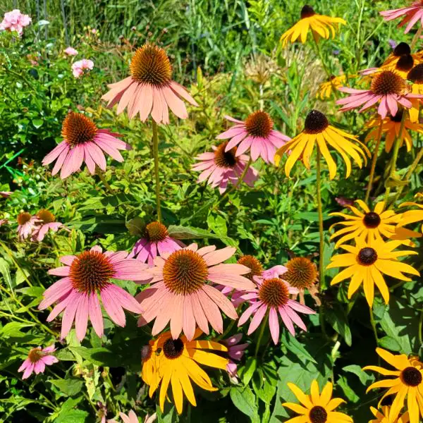 Kasvirág - Echinacea purpurea