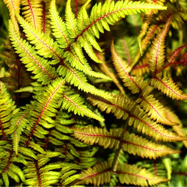 Páfrányok - Athyrium niponicum