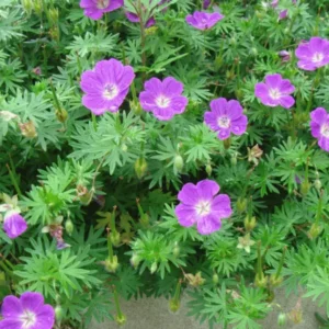 Alacsony gólyaorr (Geranium sanguineum 'Max Frei')