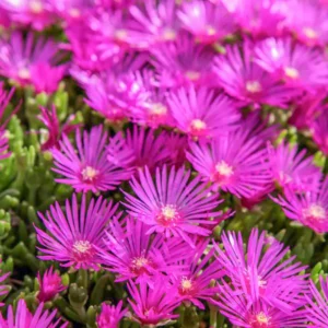Bíborvörös délvirág - Delosperma cooperi