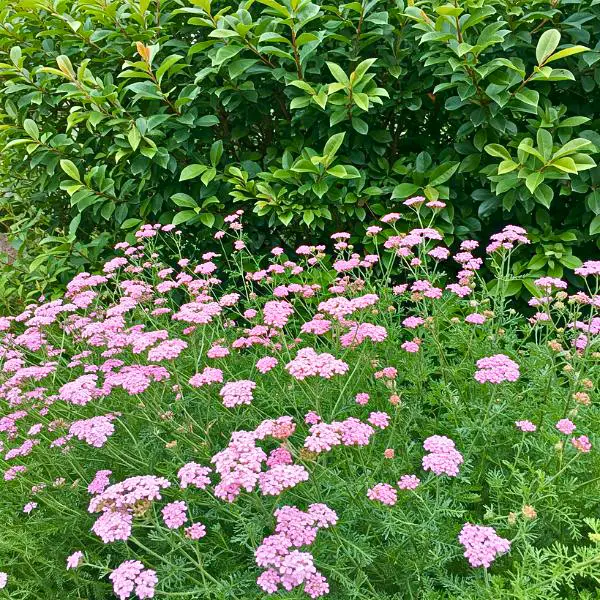 Cickafark (Achillea millefolium)