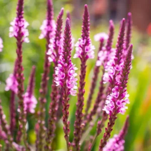 Dúsvirágú verbéna - Verbena hastata