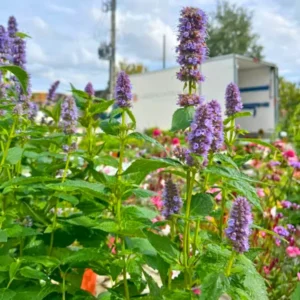 Kék virágzatú izsópfű - Agastache