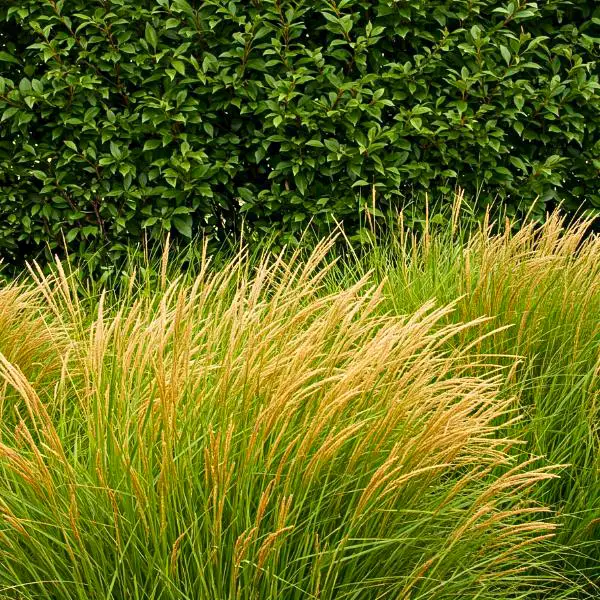 Pennisetum