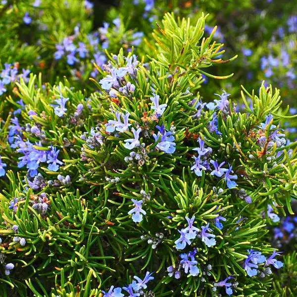 Rozmaring (Rosmarinus officinalis)