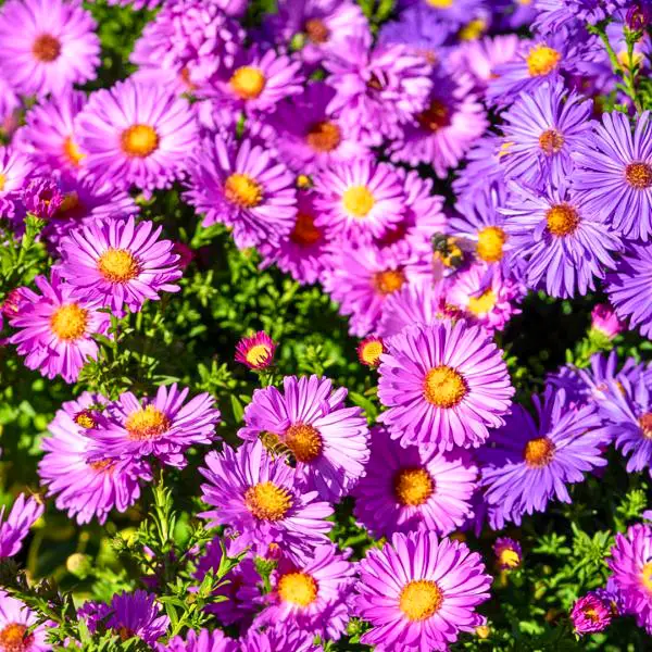 Törpe őszirózsa (Aster dumosus)