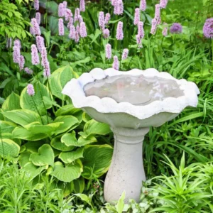 Árnyékliliom - Hosta