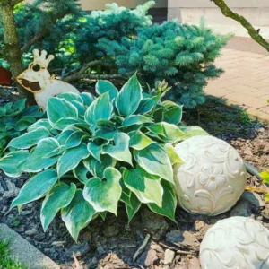 Árnyékliliom - Hosta