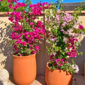 Bougainvillea