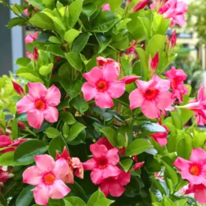 Tölcsérjázmin (Mandevilla)
