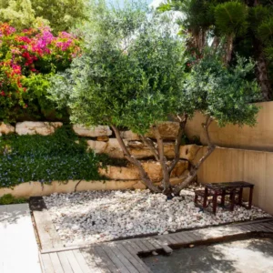 Mediterrán kert