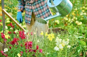 Okos öntözés a nyári hőségben – Így óvd a babérmeggyet és kerted többi növényét