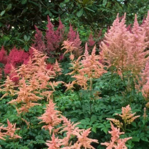 Tollbuga - Astilbe x arendsii Paul Gaarder