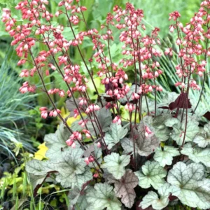 heuchera