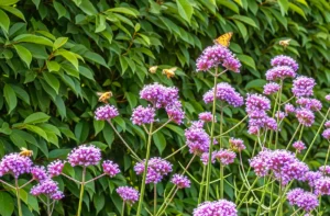 Babérmeggy a rovarbarát kertben