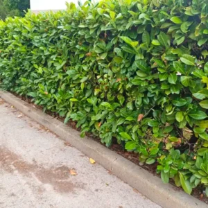 Miért igényel különösen óvatos metszést a babérmeggy ilyenkor