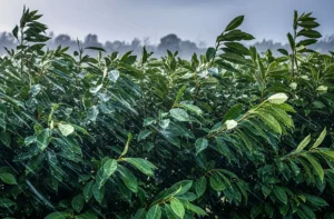 Vihar után a kertben novita