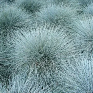 Festuca glauca