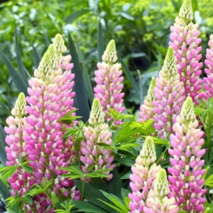 Lupinus