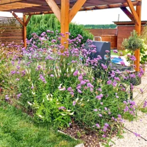 Verbena