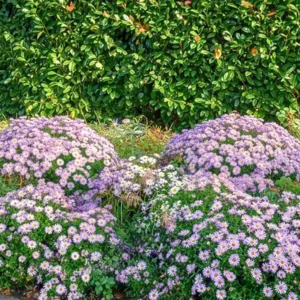 A babérmeggy, mint az őszi kert alapja