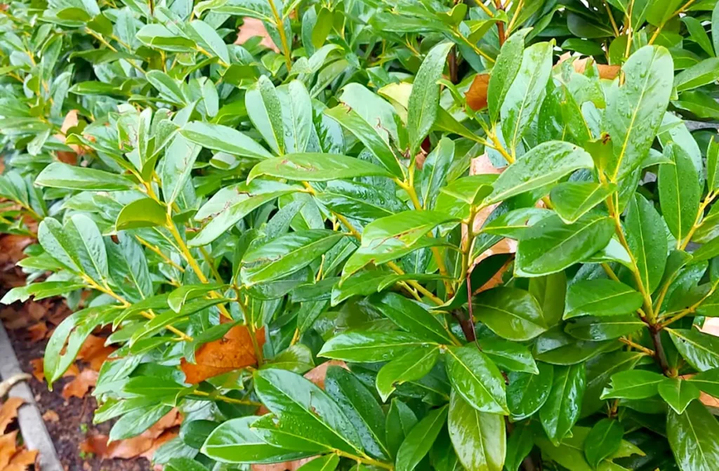 Babérmeggy gondozása ősszel – amit ilyenkor még megtehetsz