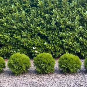 Danica sövényelőtt