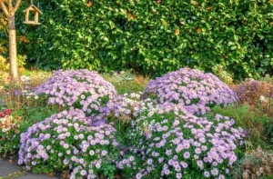 Őszi kert új színekben – így hozd harmóniába a babérmeggyet a szezon növényeivel